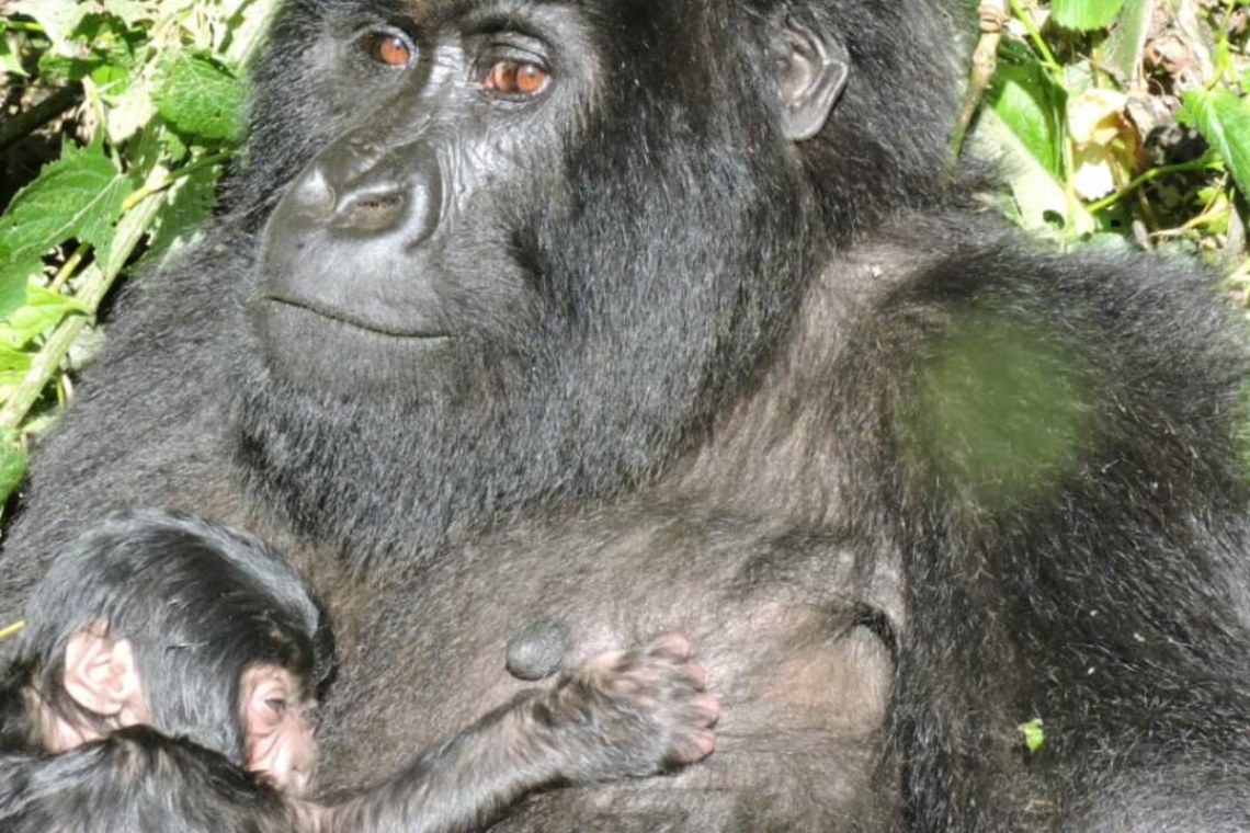 RDC: décès d'une gorille célèbre du parc des Virunga