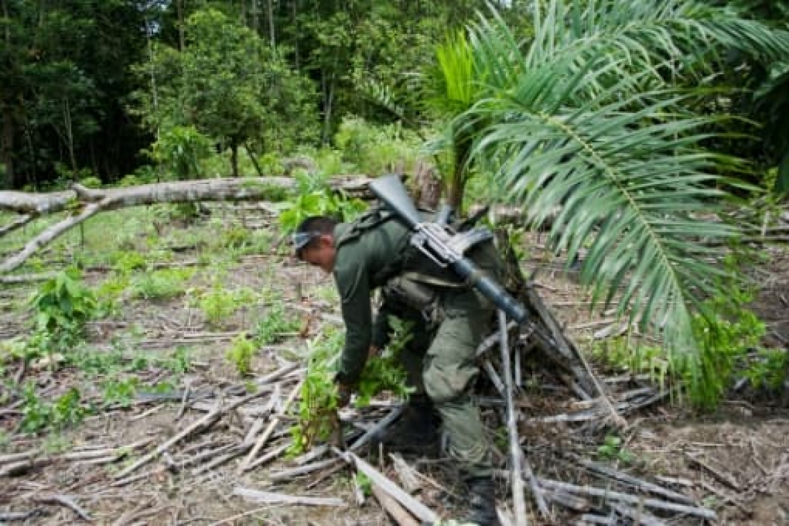 Colombie : 180 militaires détenus par des cultivateurs de coca libérés. Ils étaient chargés d’éradiquer les plantations 