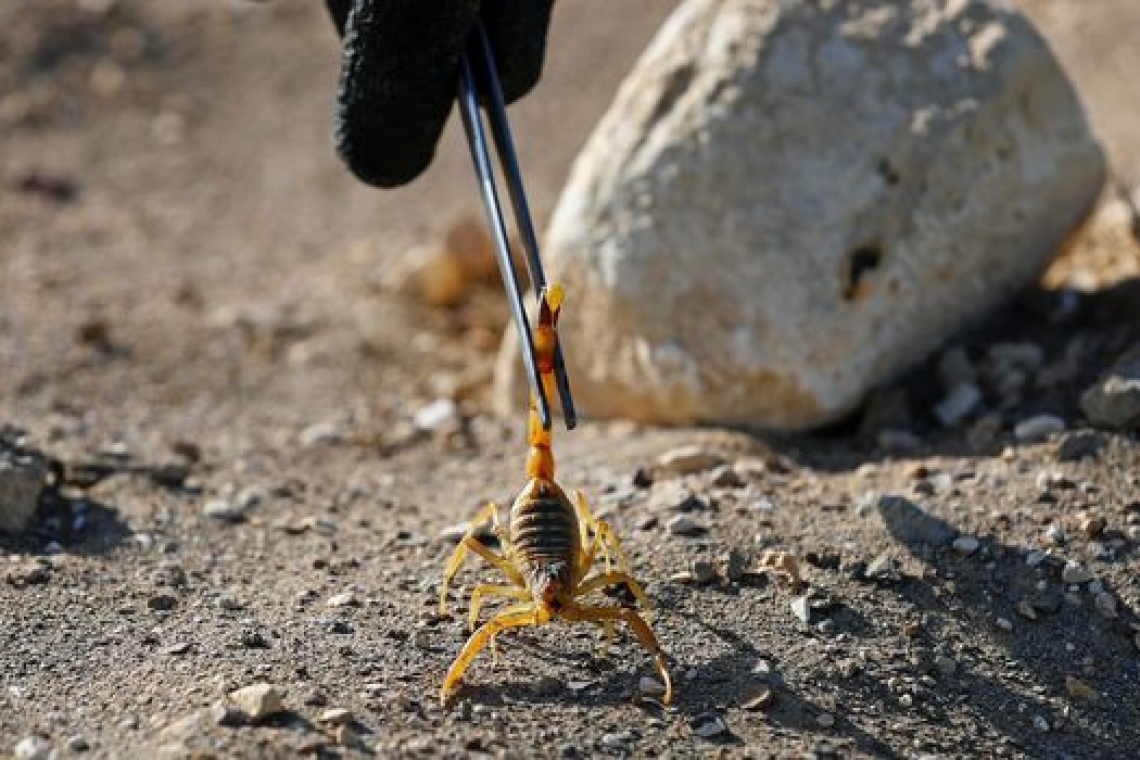 Egypte : invasion de de scorpions dans la province d’Assouan au Sud du pays, plus de 500 personnes piqués