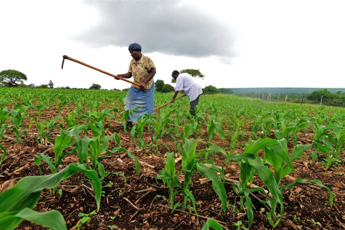 RDC : préservation du climat, l’Institut national pour la conservation de la nature lance ses grands travaux