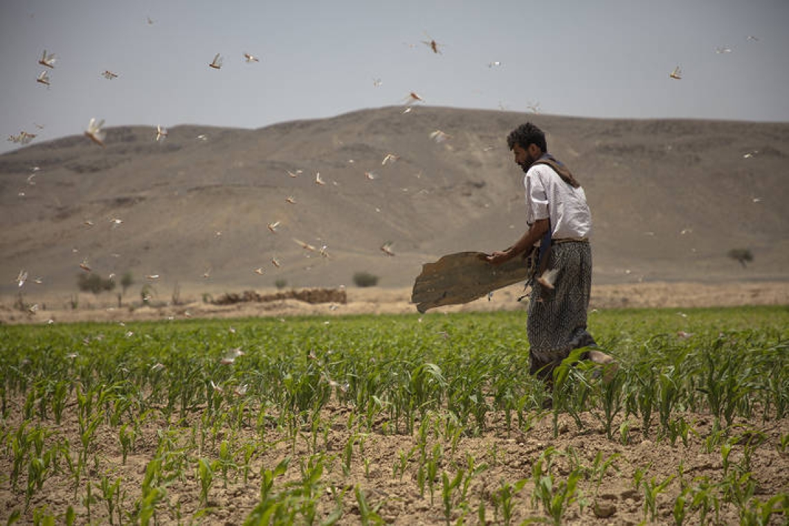 Économie / Crise alimentaire au Yémen : le Fao, le Pam et l'Unicef tirent la sonnette d’alarme 