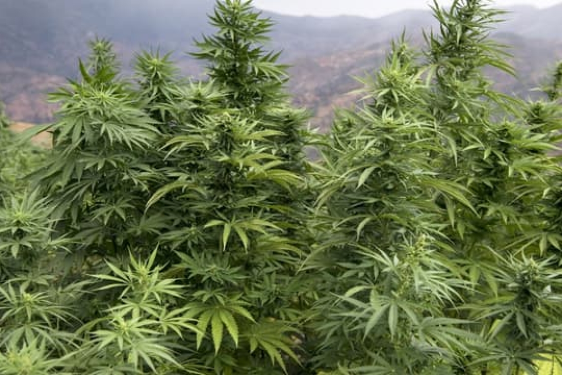 Maroc : plus de 31 tonne de cannabis saisis