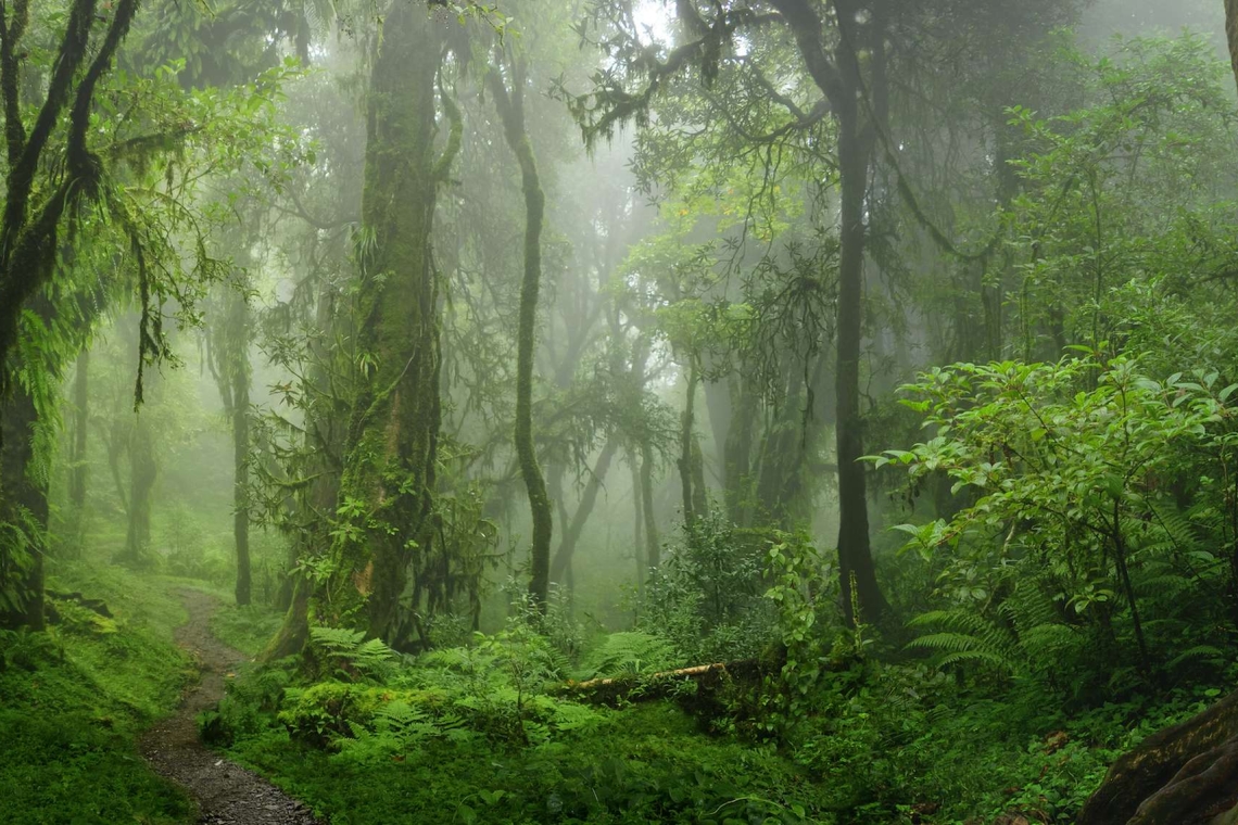 RDC / Le XVème Congrès forestier mondial : la RDC a perdue 490 000 hectares de forets tropicales, Martin FAYULU l’opposant