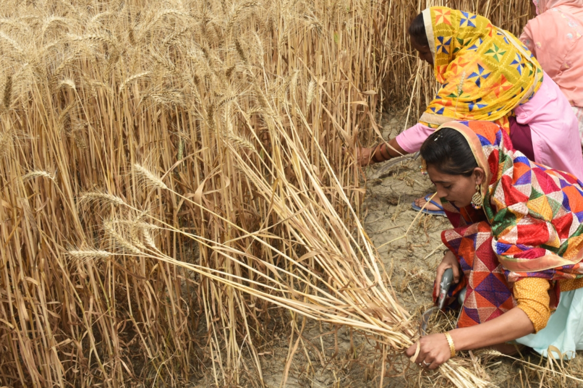 Inde: Interdiction des exportations de blé