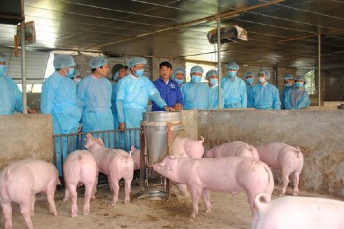 Lutte contre la peste porcine : Le Vietnam dit avoir mis au point un vaccin 