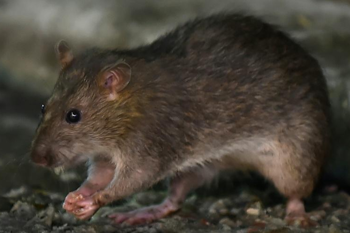 La Tanzanie identifie une mystérieuse maladie comme étant “la maladie du rat”