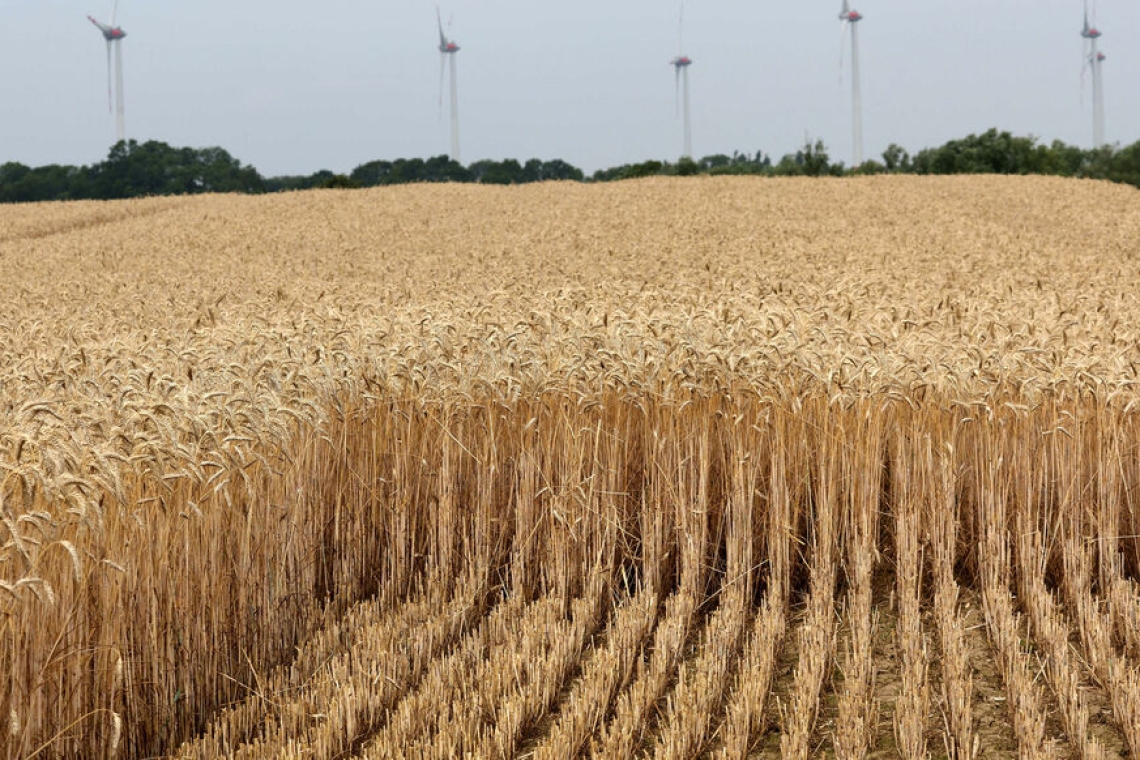 Exportation des céréales : les ports ukrainiens ont repris le travail 