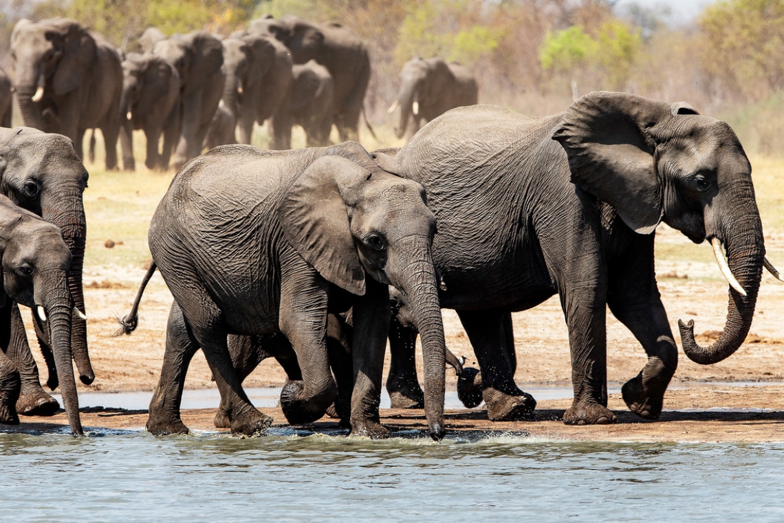 Zimbabwe: Une base pour renforcer la protection de la faune sauvage