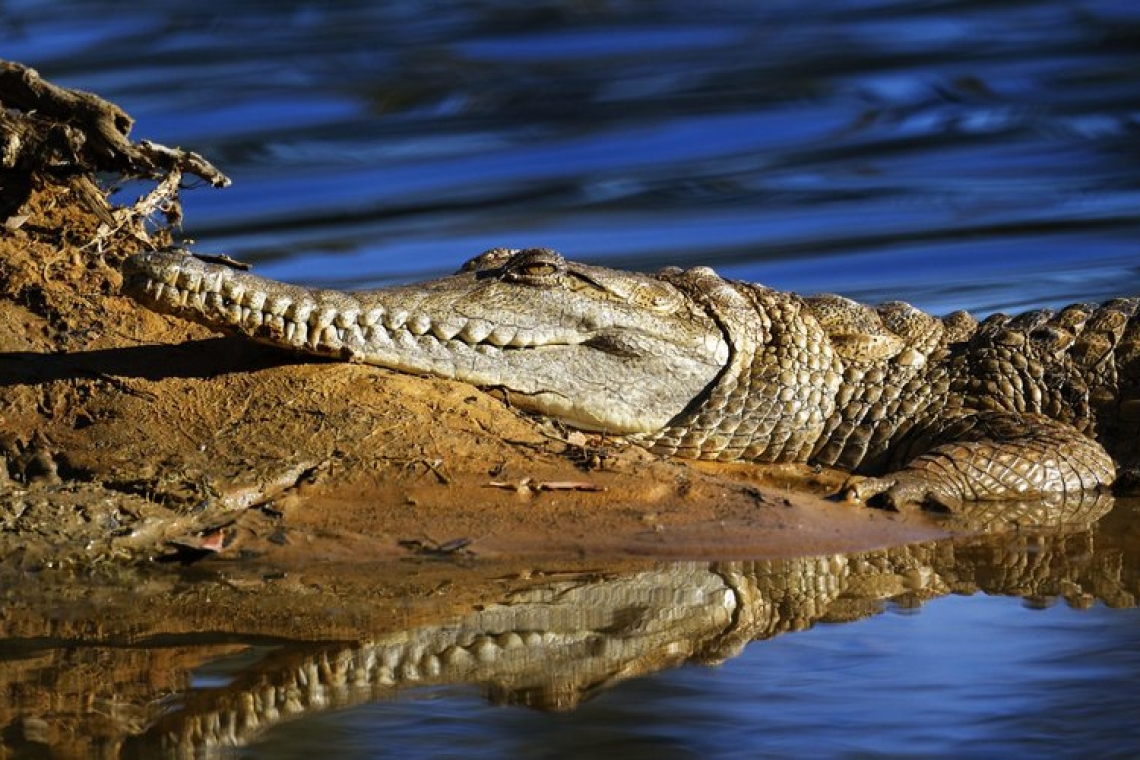 Australie : des restes humains retrouvés dans deux crocodiles