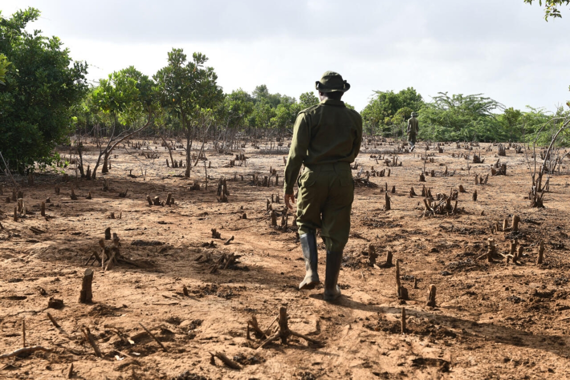 Kenya: Le président William Ruto lève l'interdiction sur l'exploitation forestière