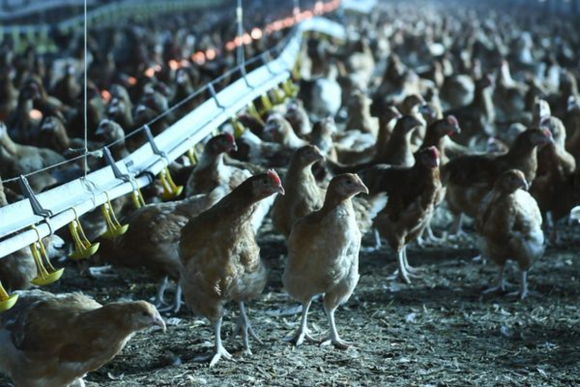 Ille-et-Vilaine : un foyer de grippe aviaire détecté dans un élevage de volailles