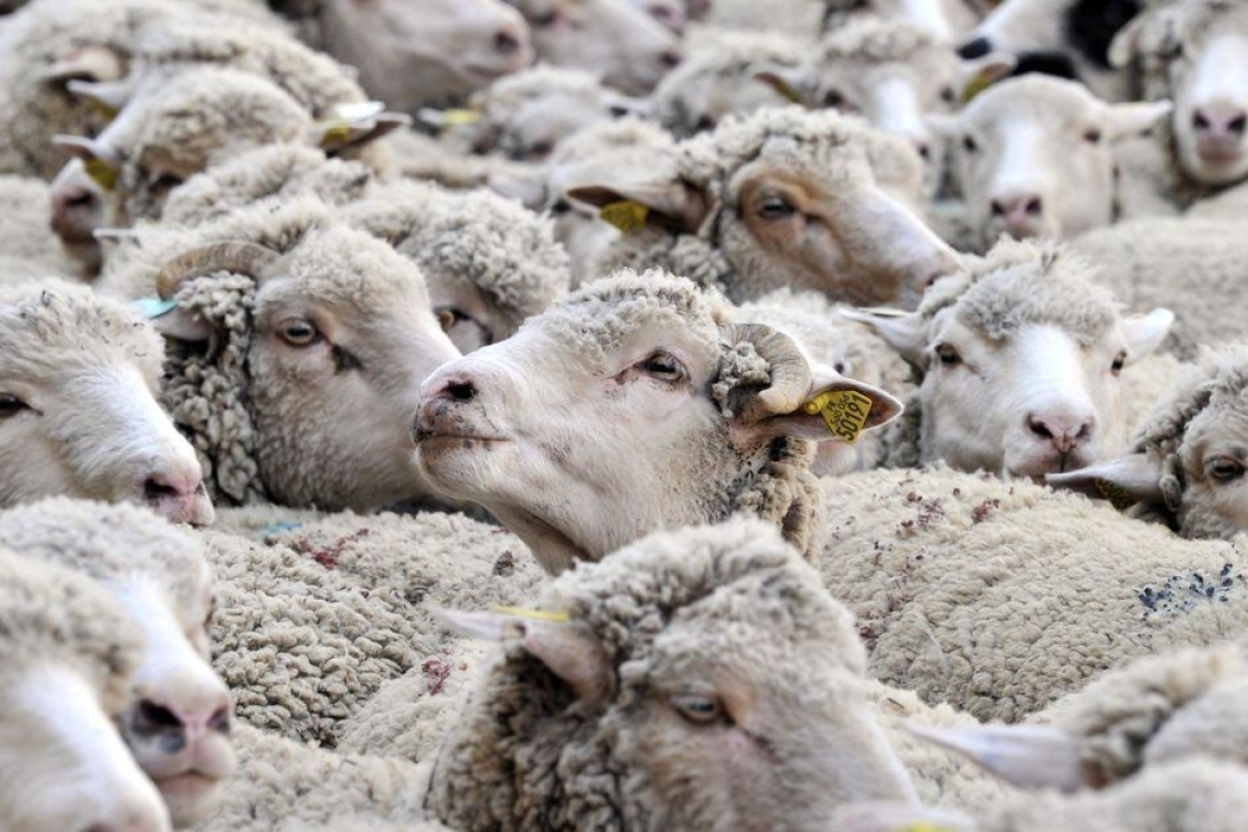 Deux nouveaux foyers de fièvre catarrhale ovine détectés en Moselle