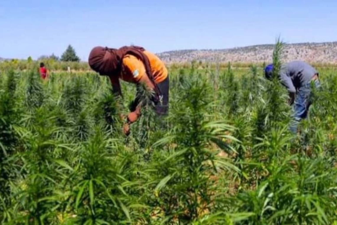 Le Maroc Gracie 4800 Cultivateurs de Cannabis : Une Nouvelle Stratégie en Marche