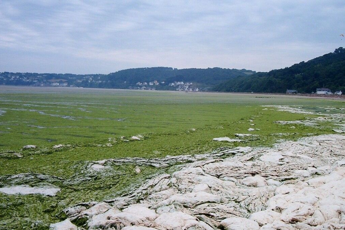 Prolifération record d'algues vertes en loire-atlantique