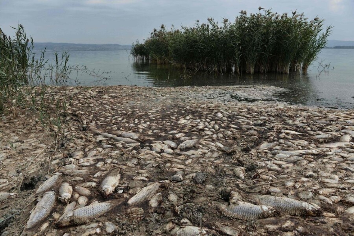 Grèce : des milliers de poissons morts dans le golfe de volos, conséquence des inondations