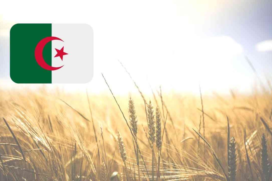 Omondo ECO & Tech - Dossier spécial ALGÉRIE : La force d'une économie en pleine gestation