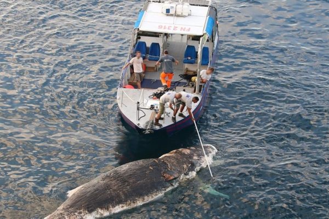 OMONDO ENVIRONNEMENT - Var : Opération maritime autour d'une carcasse de cachalot à la dérive