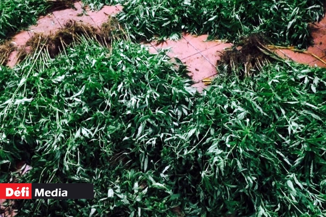 OMONDO FAITS DIVERS - Alpes-Maritimes : un septuagénaire arrêté pour culture de cannabis