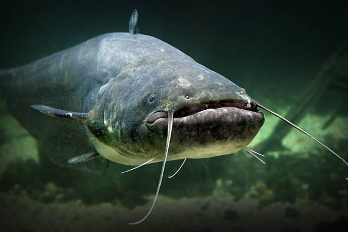 OMONDO ENVIRONNEMENT - Le silure, ce "monstre" qui menace les rivières de Gironde