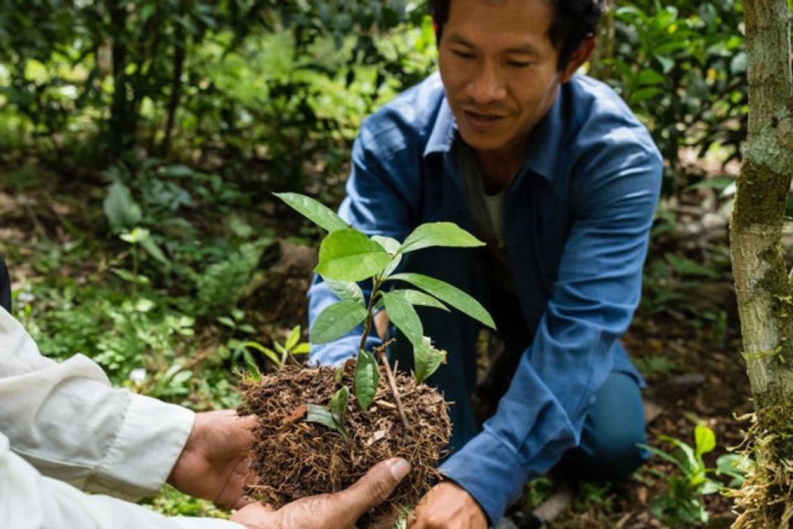 OMONDO AMÉRIQUE | Amazonie : le Brésil lance un plan de reforestation massif avec l'aide de l'IA