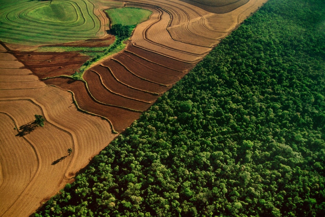 OMONDO ENVIRONNEMENT - Découverte d'une espèce capable d'absorber massivement le CO2