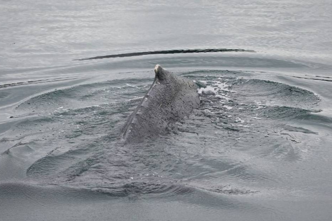 OMONDO ENVIRONNEMENT - Aperçu exceptionnel : une baleine à bosse dans l'estuaire de la Seine