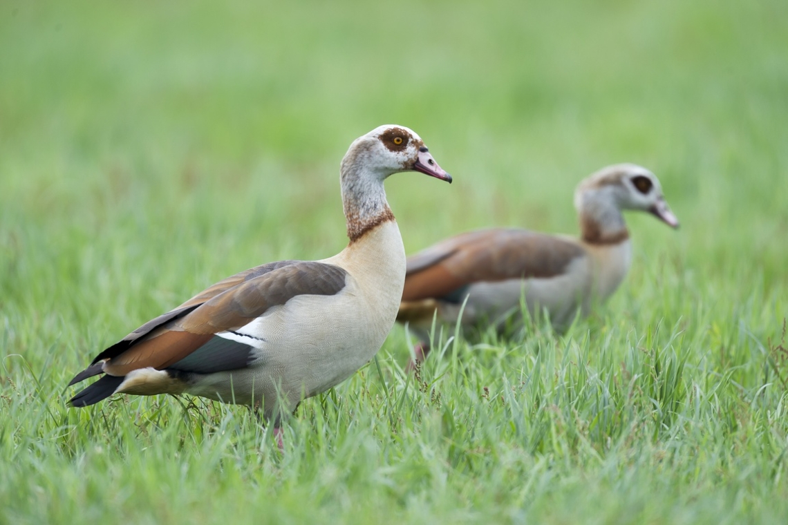 OMONDO ENVIRONNEMENT - L'ouette d'Égypte, espèce invasive, menace la biodiversité dans l'Est de la France