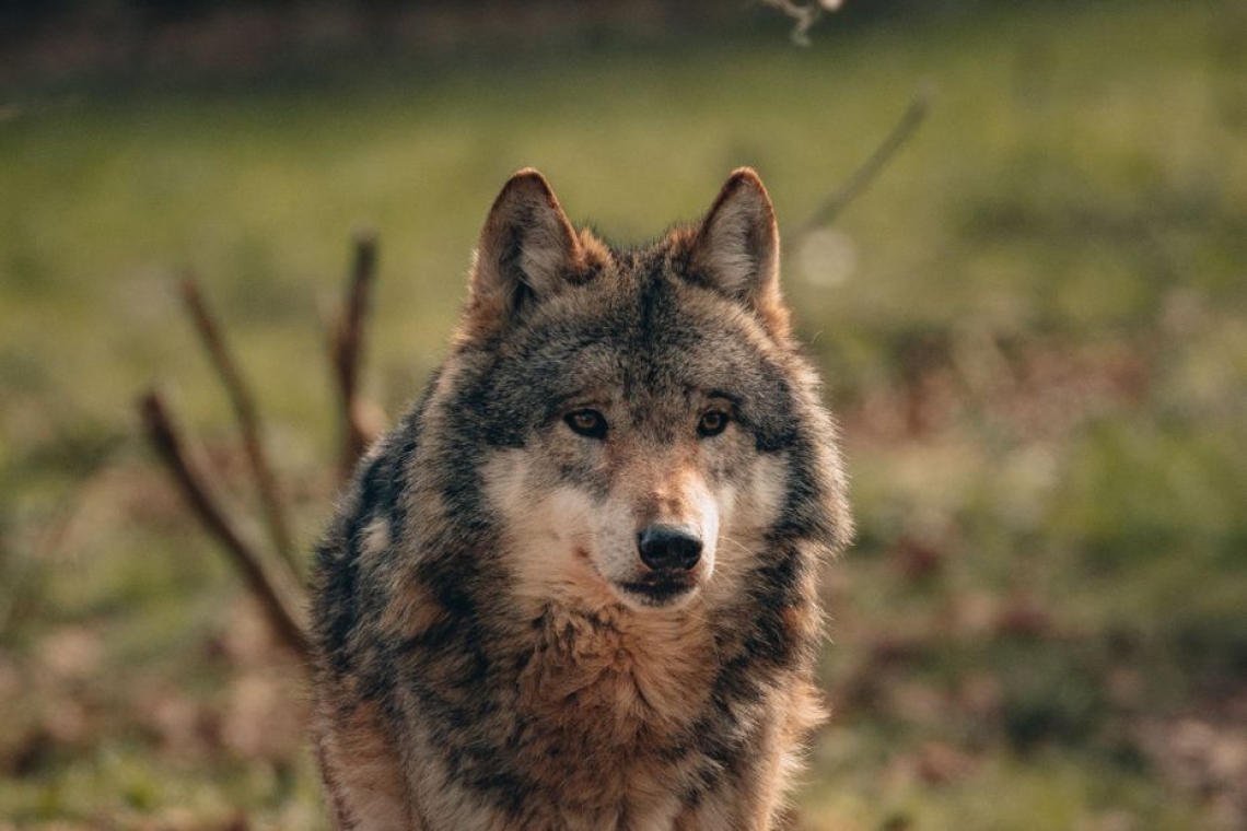 OMONDO ENVIRONNEMENT : Retour inattendu du loup en Gironde après un siècle d'absence