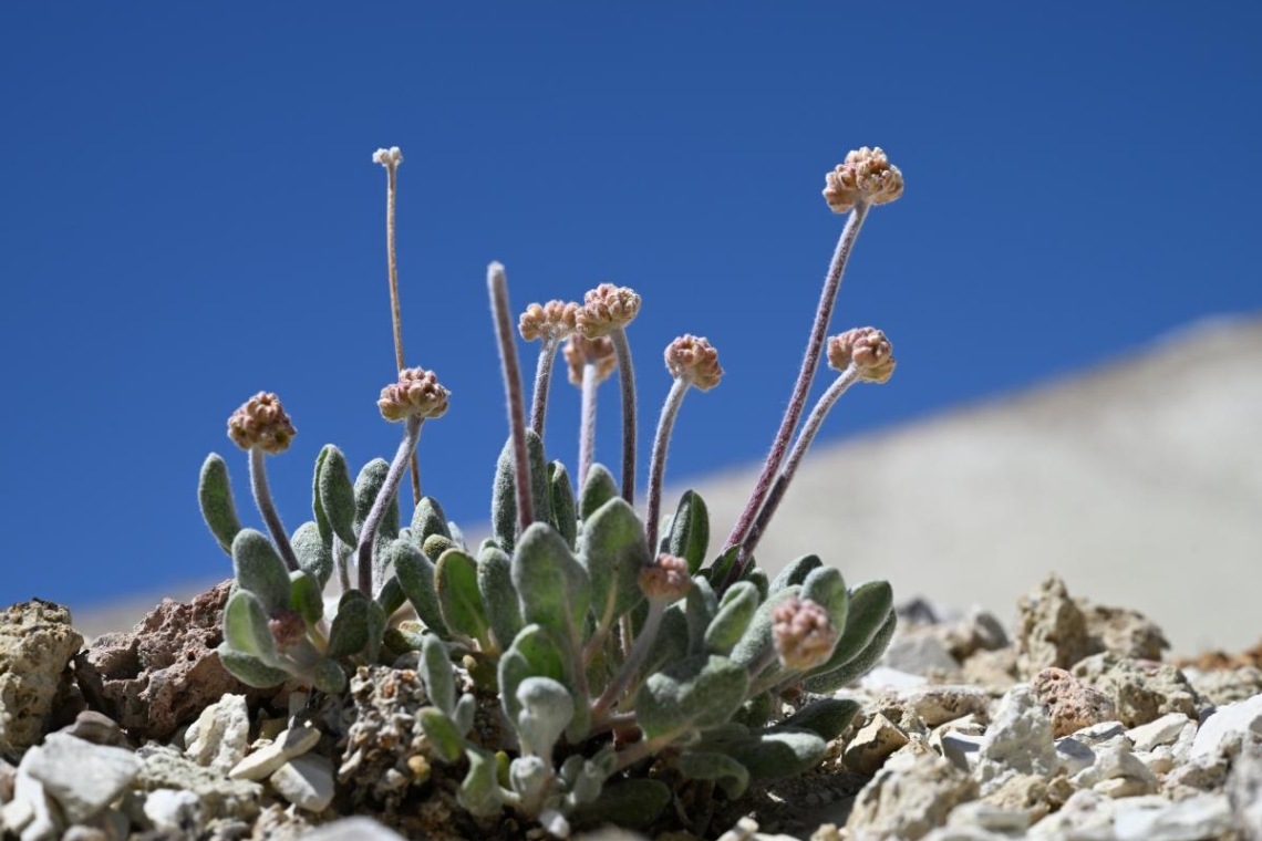 États-Unis : feu vert pour une mine de lithium sur les terres d'une fleur en danger