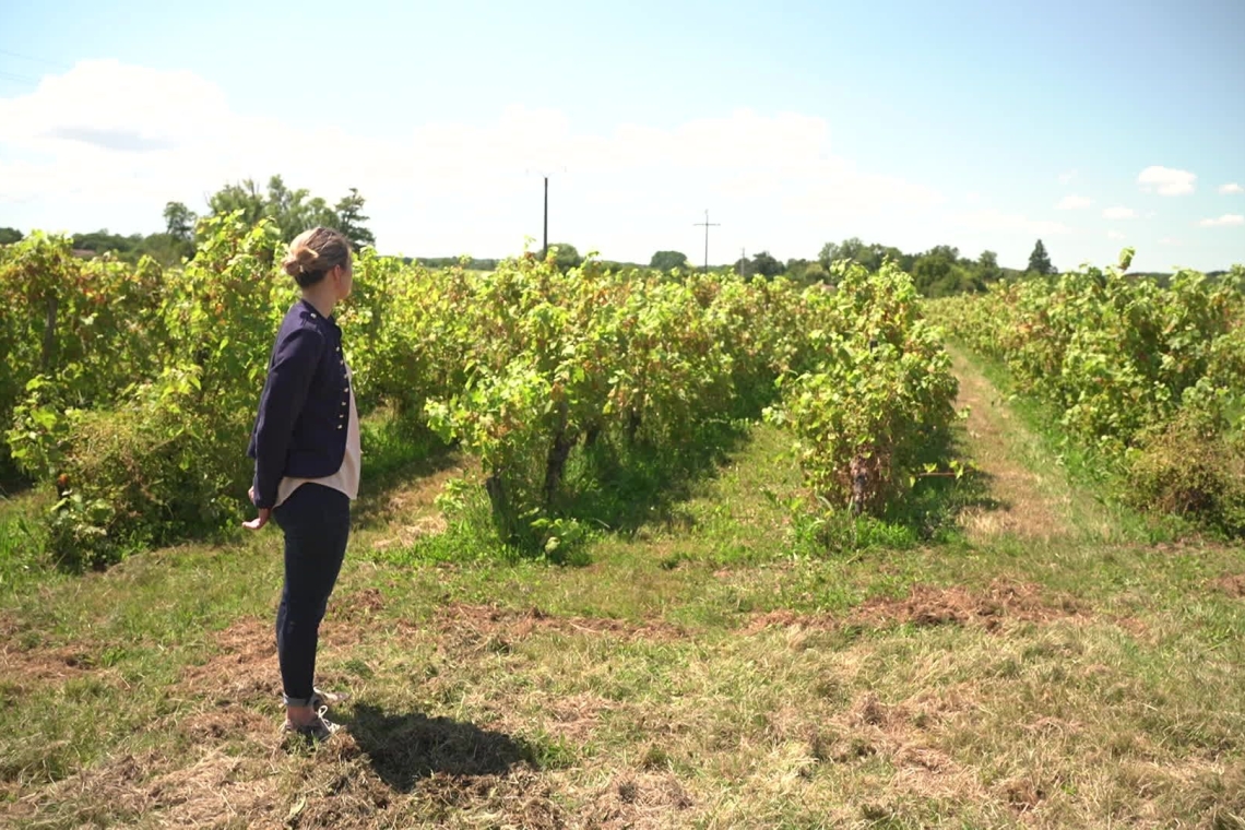 OMONDO ÉCONOMIE - Les viticulteurs français demandent l’arrachage de 27.500 hectares de vignes