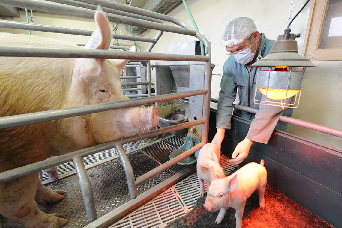 Grippe porcine : l'Anses recommande une vigilance accrue face aux virus influenza