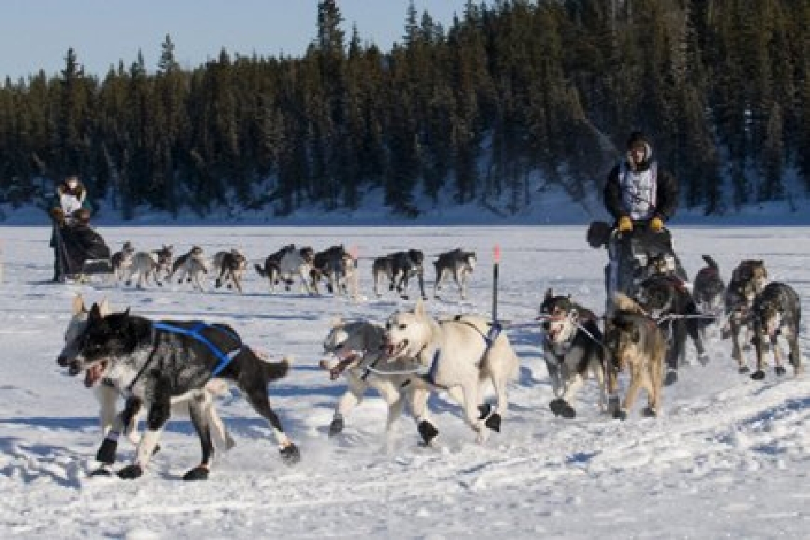 Le Canada s'excuse pour le massacre de chiens de traîneau autochtones : un geste symbolique fort