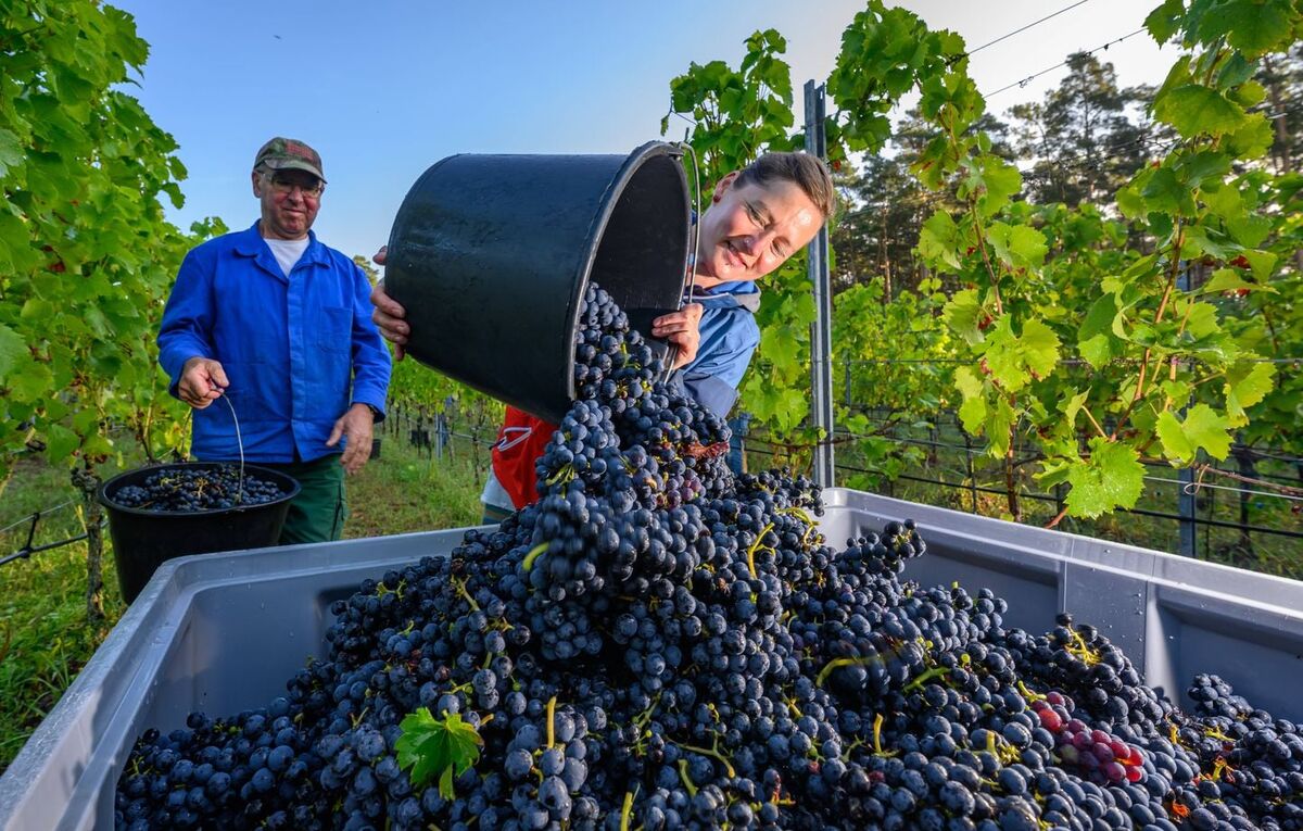 1444x920_11-september-2025-brandenburg-jerischke-mandy-glowna-helps-with-the-regent-grape-harvest-early-in-the-morning-at-the-marbachs-wolfshugel-vineyard-in-jerischke-spree-neisse-near-the-state-border-with-saxon_copy.jpg