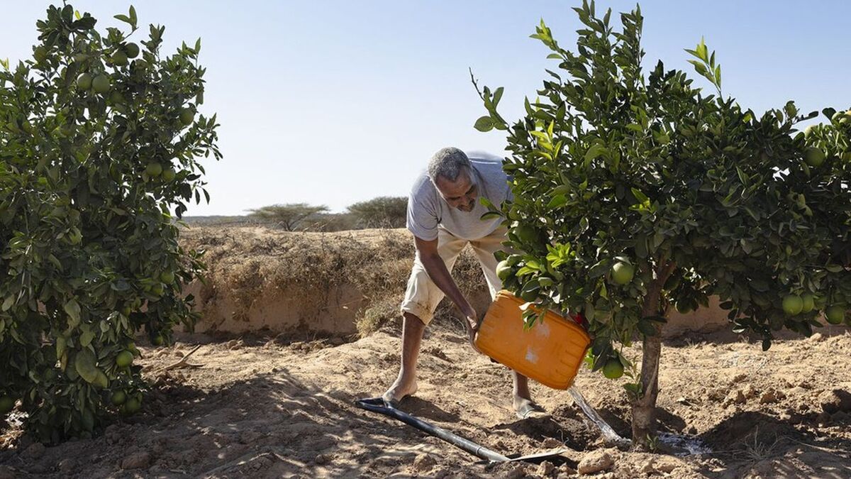 Muhummad Mohamad Ismail, 45, a farmer, waters his plants using jerrycans of water from his reservoir to irrigate his orange and papaya orchard at his farm in Lallays village, which is in the grip of a severe drought near Hargeisa, on February 17, 2026. Locals say no rain has fallen on Lallays since last June or July, even though this is traditionally the wettest part of Somaliland.In December, the Israeli government became the first country to recognise the independence of Somaliland since it declared its autonomy from Somalia in 1991. Somalia's federal government is livid, calling it "the greatest violation of Somalia's sovereignty" and there are rumours Israel may establish a military base in Somaliland.But for now Israel prefers to focus on civilian cooperation on the economy, agriculture, health, and above all, water. It has invited Somaliland water sector workers for training with Israeli experts due to visit the territory to help implement technology soon. (Photo by Tony KARUMBA / AFP)