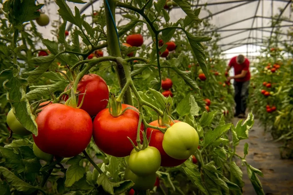 producteur-tomates-biologiques-Perenchies-Nord-Fnab-lance-petition-contre-production-tomate-hiver-serres-chauffees_0.webp