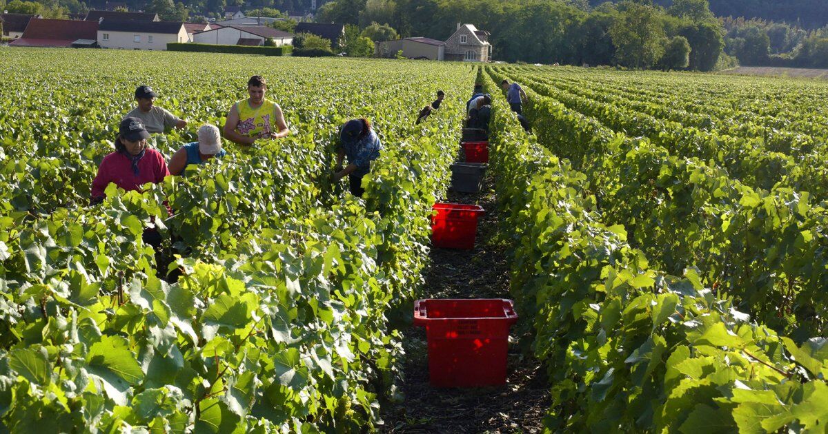 vendanges-en-champagne.jpg