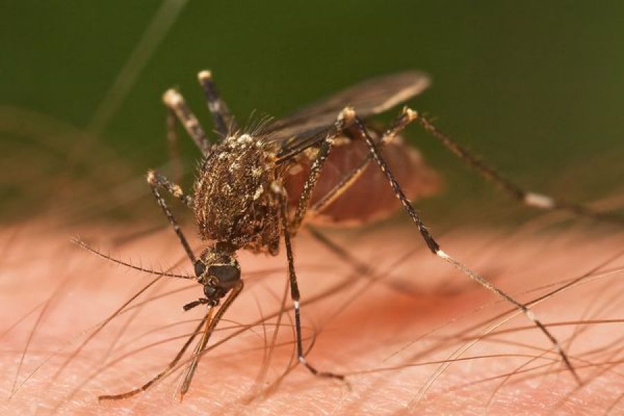 Chikungunya à Mayotte : flambée des cas et inquiétudes sanitaires