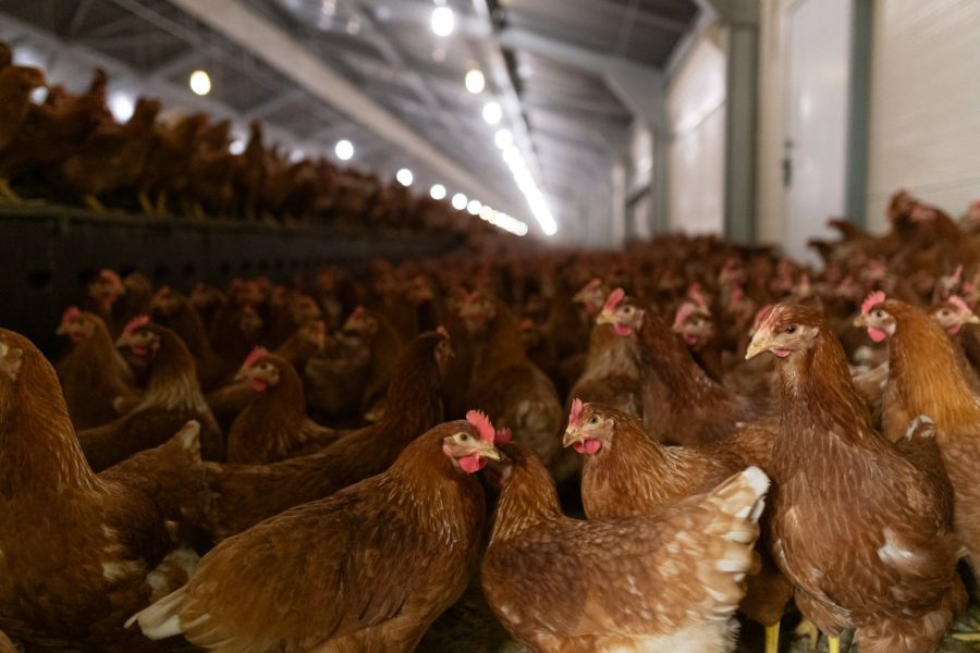 Grippe aviaire : la France perd son statut indemne, un nouveau défi pour la filière avicole