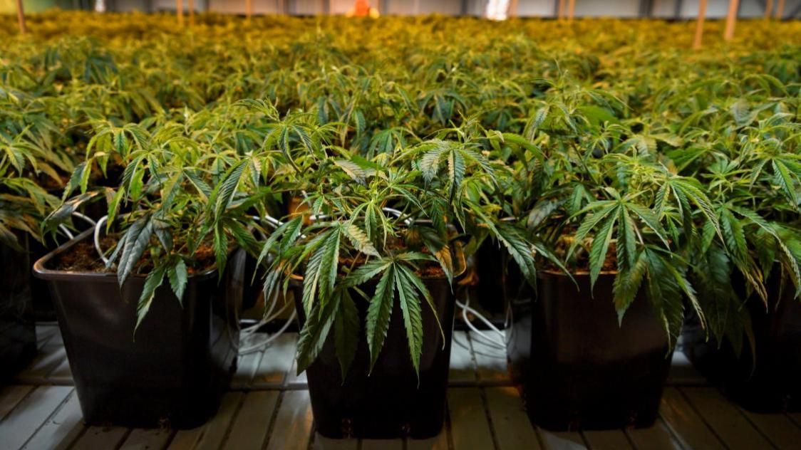 Cannabis médical : Une étape clé franchie pour sa généralisation en France ?