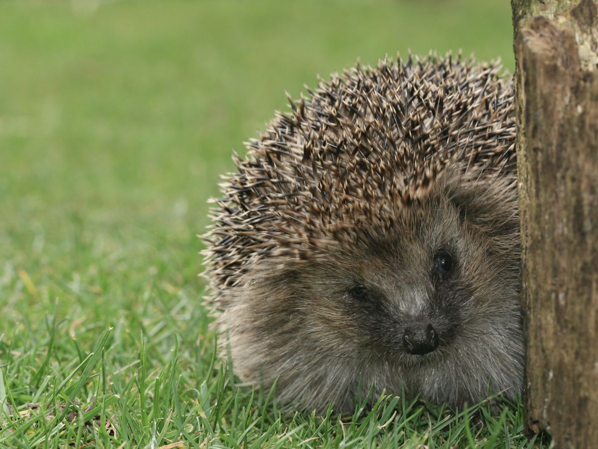 OMONDO CULTURE - Le hérisson, une espèce "quasi-menacée" d'extinction en Europe