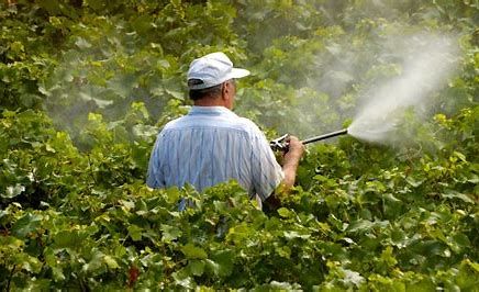 OMONDO SANTÉ - Pesticides : une fleuriste réclame la reconnaissance du préjudice de sa fille, morte à 11 ans