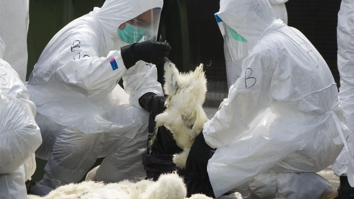 OMONDO SANTÉ  - Grippe aviaire : deux cas humains détectés en Californie, une première pour l'État