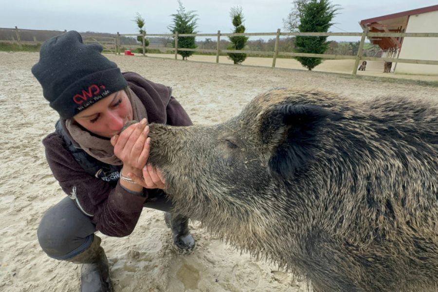 Rillette, le sanglier domestiqué, autorisé à rester chez sa propriétaire