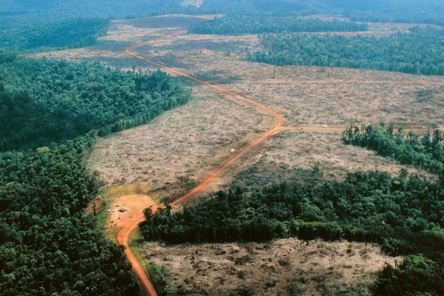 Déforestation en Amazonie : un point de non-retour pour la biodiversité mondiale ?