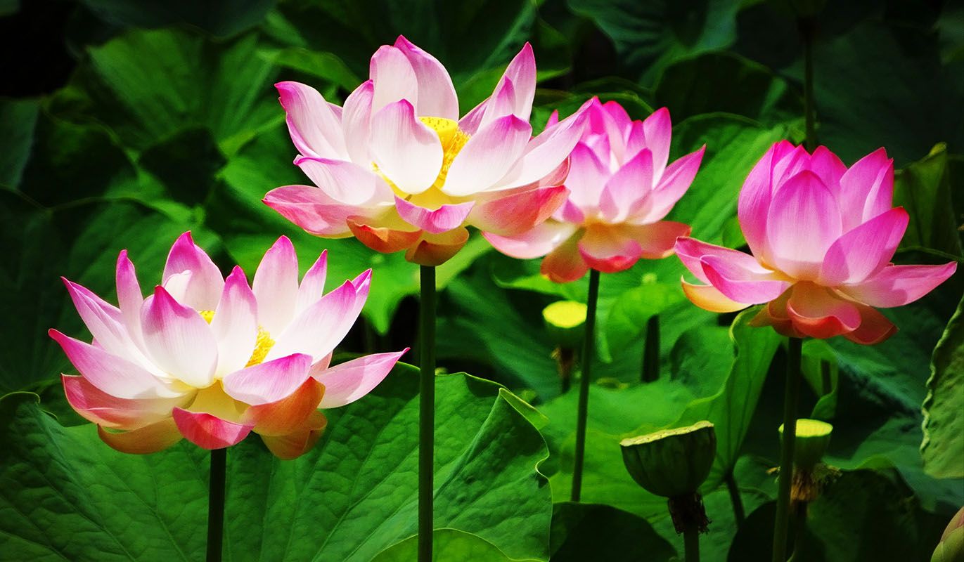 Le « Printemps des Lotus » : Le soulèvement des femmes en Asie du Sud-Est