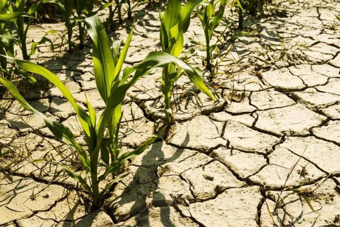 Agriculture et souveraineté alimentaire : Les récoltes européennes sous l'épreuve du stress hydrique