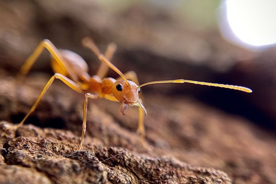 Alerte en France : découverte d'un deuxième foyer de fourmis électriques dans le Var