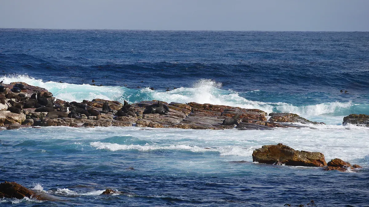 J-2 avant le Traité BBNJ : Une révolution pour la protection de la Haute Mer