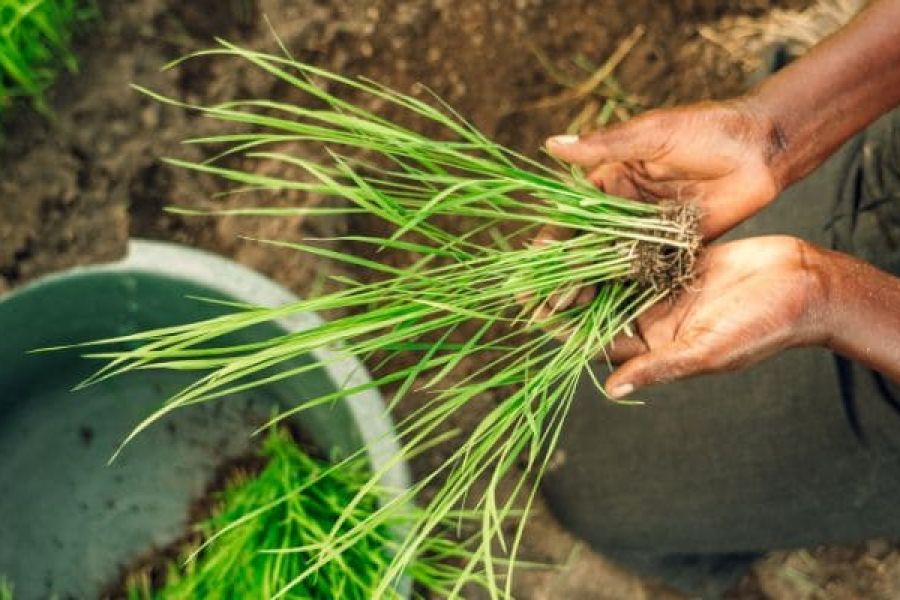 Développement durable dans l'agriculture : Pratiques innovantes pour un avenir agricole sain