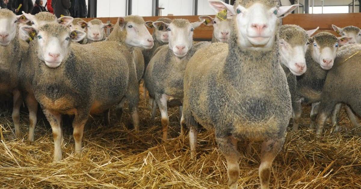 Fièvre catarrhale ovine : deux nouveaux foyers détectés en France, inquiétude croissante chez les éleveurs